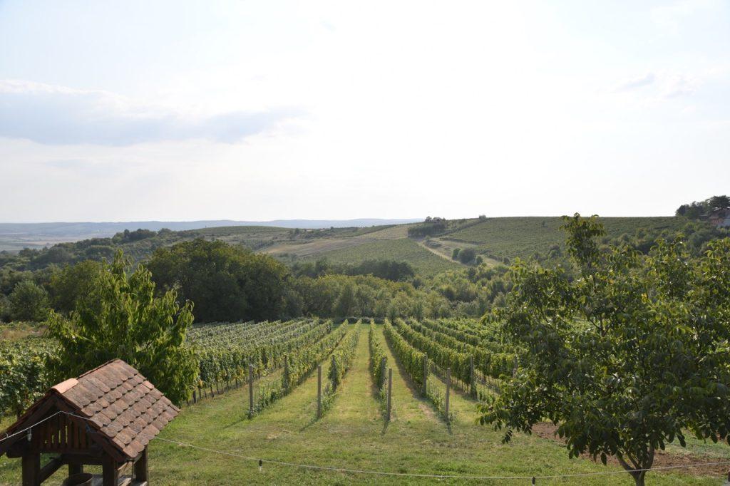 Vinograd Vina Milanović u Zlatarevcu