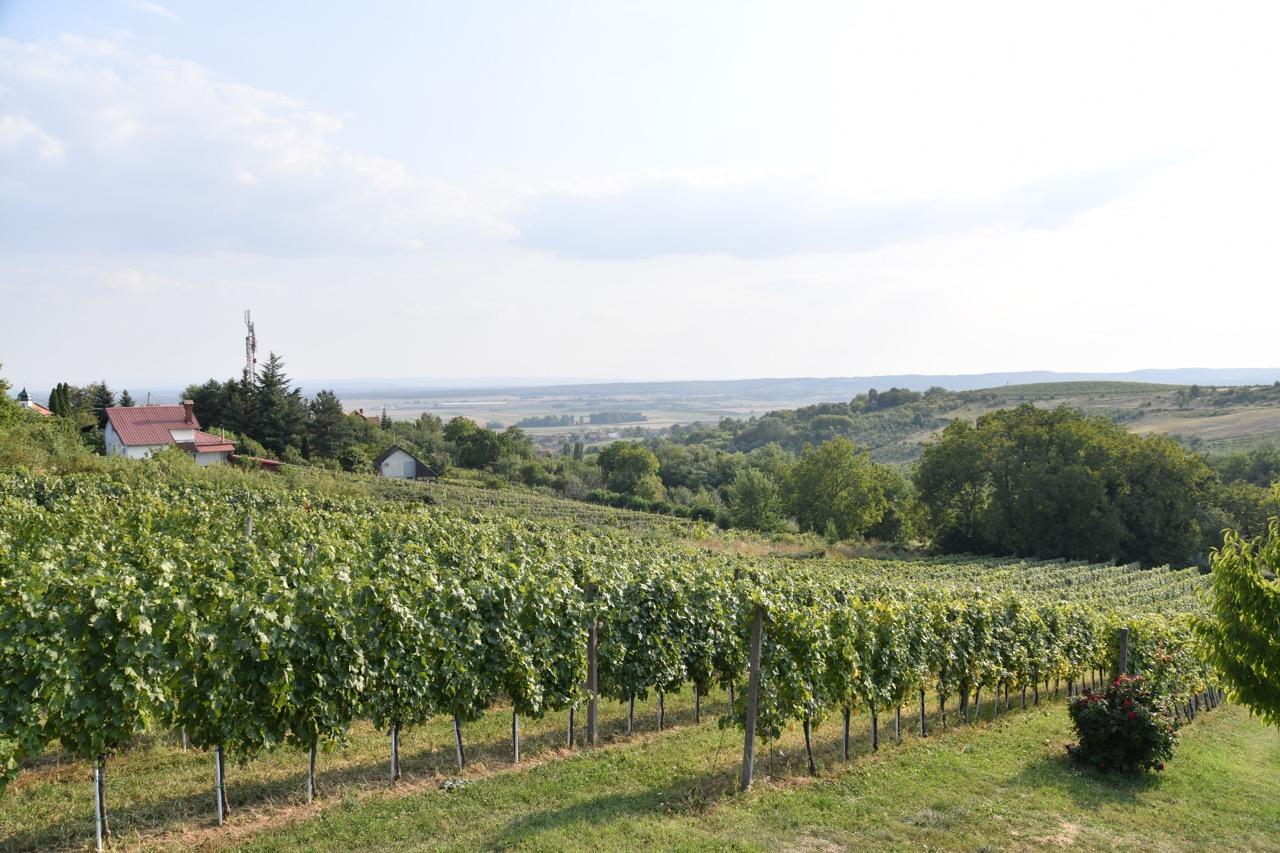Vinograd Vina Milanović u Zlatarevcu