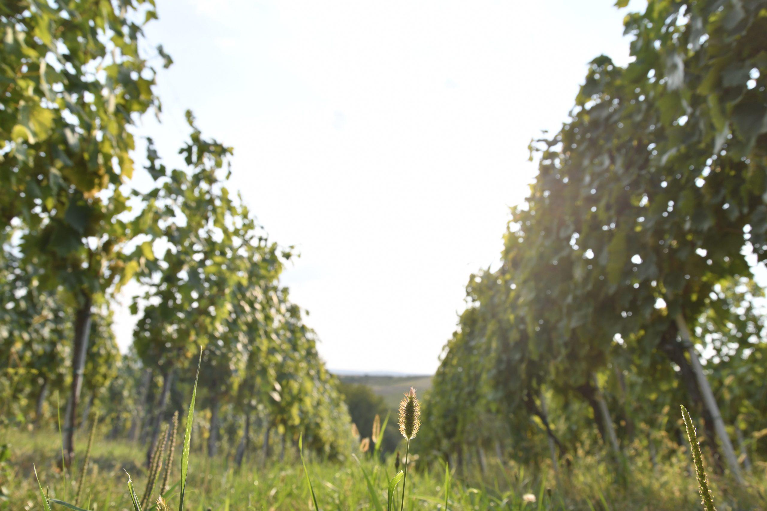 Vinograd Vina Milanović u Zlatarevcu