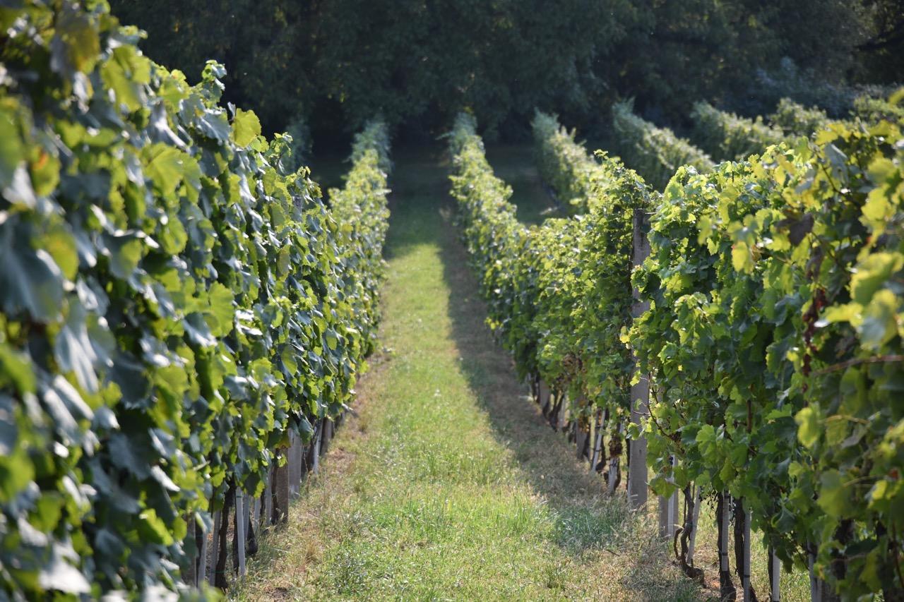 Vinograd Vina Milanović u Zlatarevcu