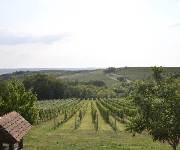 Vinograd Vina Milanović u Zlatarevcu