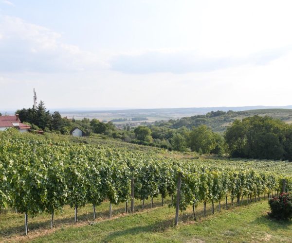 Vinograd Vina Milanović u Zlatarevcu