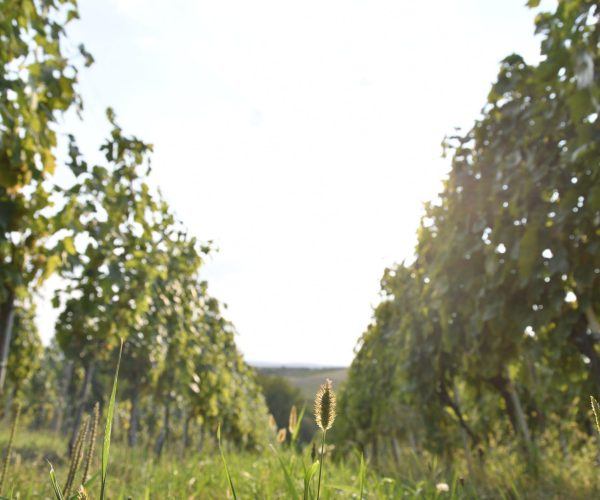 Vinograd Vina Milanović u Zlatarevcu